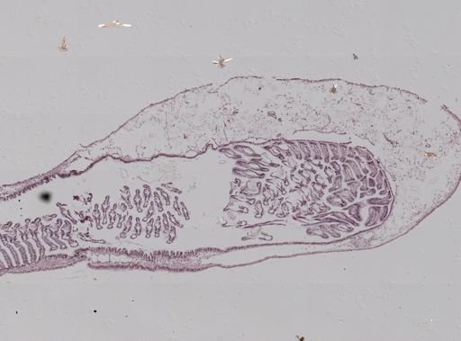 Crepidula fornicata