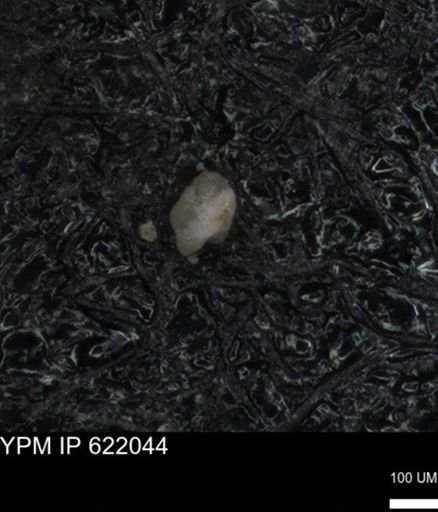 undet. Foraminiferida