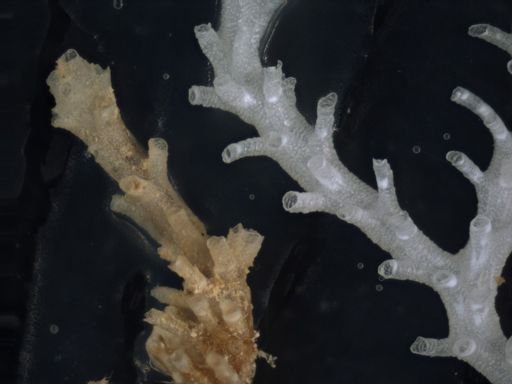 Nevianipora pulcherrima
