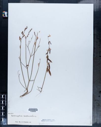 Astragalus