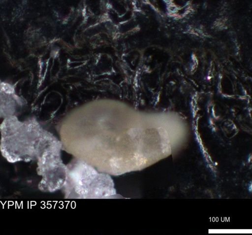 undet. Foraminiferida