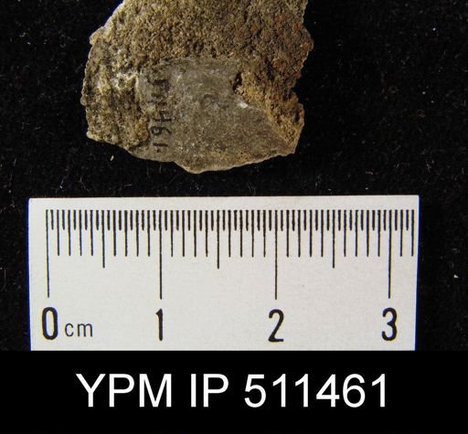 undet. Brachiopoda