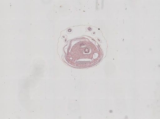 Prenolepis imparis