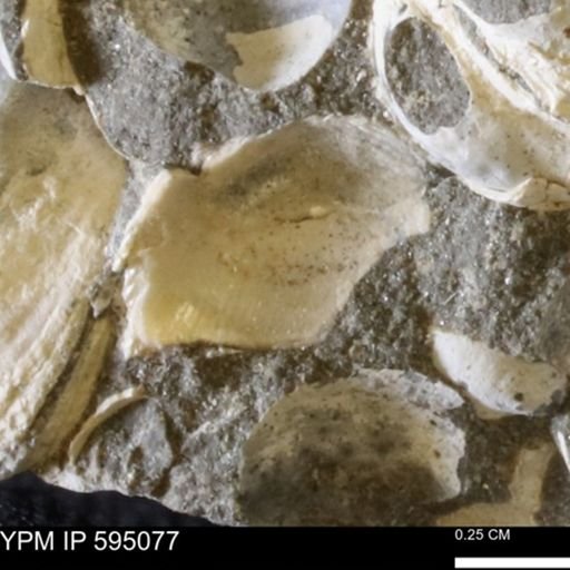 Protocardia sp.