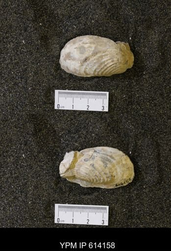Inoceramus sp.