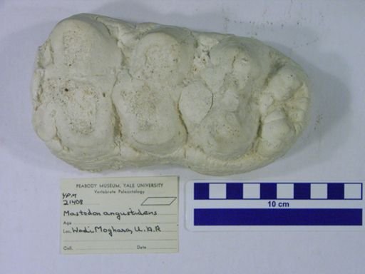 Mastodon angustidens