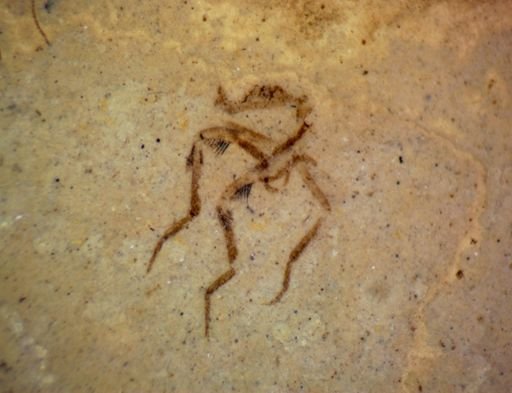undet. Arthropoda
