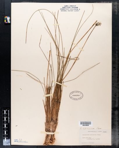 Eriophorum callitrix