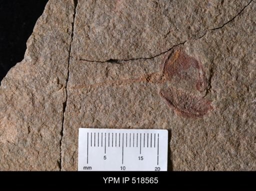 Thoralicystis sp.