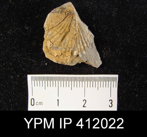Spirifer sp.