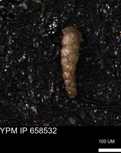 Verneuilinoides kansasensis