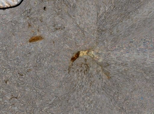 Brachionus quadridentatus
