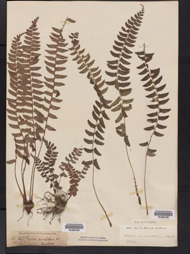 Polystichum
