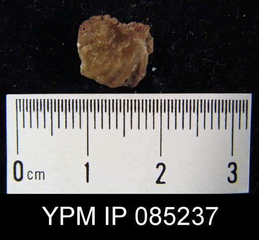 Crispella elegans