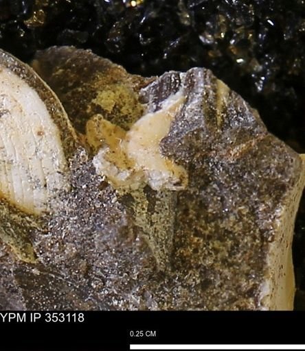 Limopsis striatopunctatus