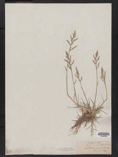 Puccinellia fasciculata