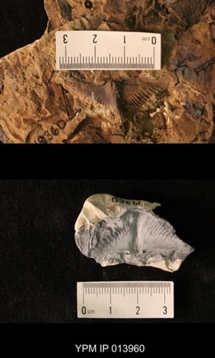 Mooreoceras bakeri