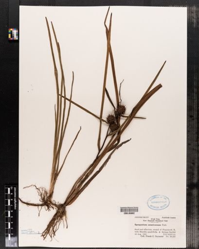 Sparganium americanum