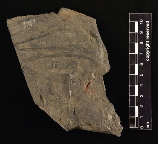 Cladophlebis sp.