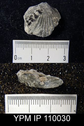 Orthis flabellites