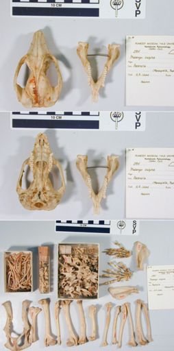 Trichosurus vulpecula