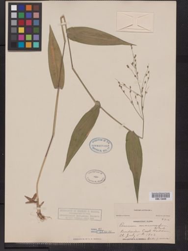 Panicum latifolium