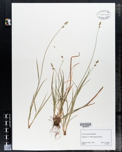 Carex deweyana