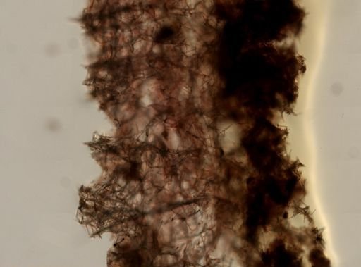 Haliclona canaliculata