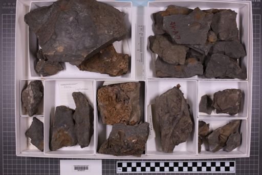 mixed taxa, stratigraphic collection