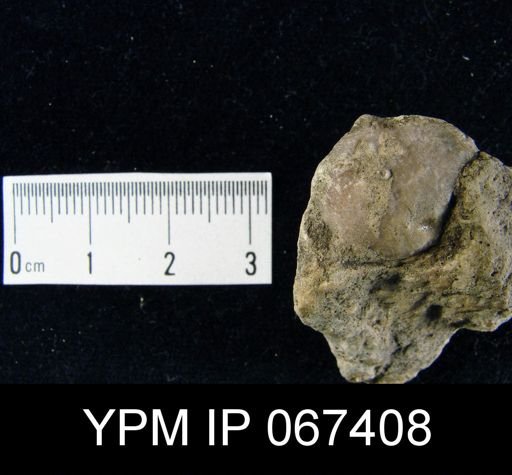 Stropheodonta varistriata