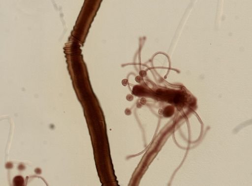 Pennaria disticha
