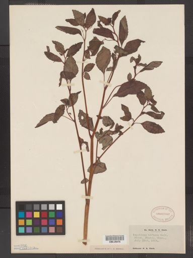 Plantae