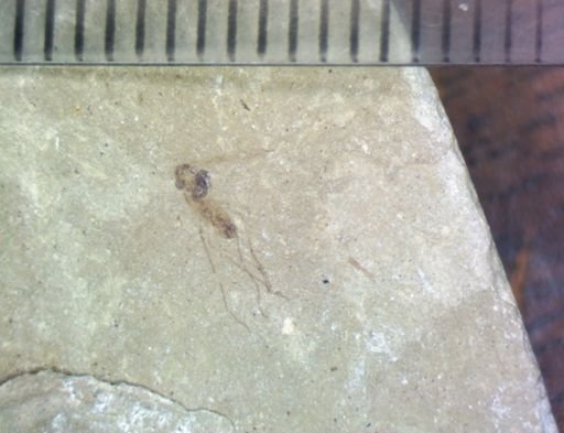 undet. Diptera