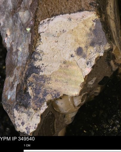 Hoploscaphites?