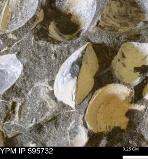 Protocardia sp.