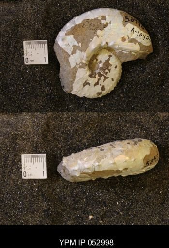 Discoscaphites gulosus