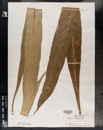 Polypodium