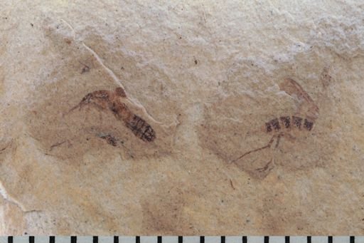 undet. Diptera