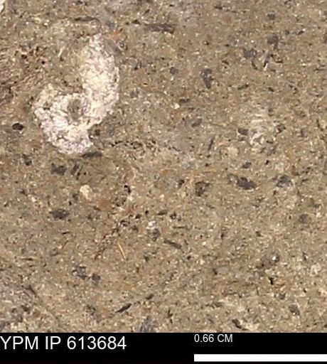Scaphites sp.