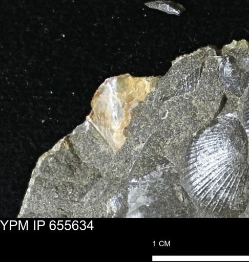 Pseudoptera sp.