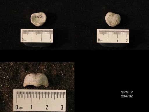 Marginifera splendens