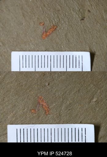 Furca sp.