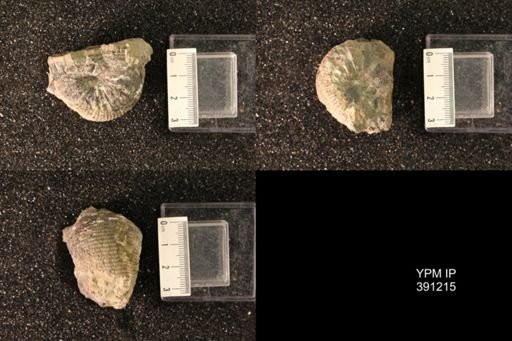 Scaphitidae