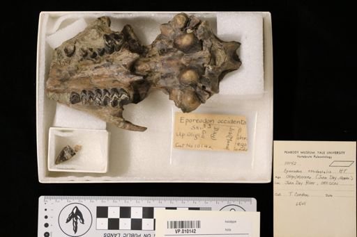 Eporeodon occidentalis