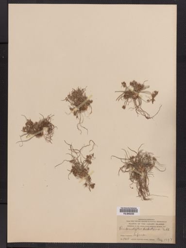 Fimbristylis