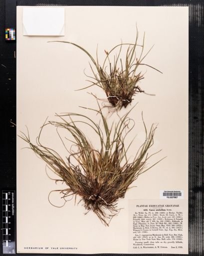 Carex umbellata