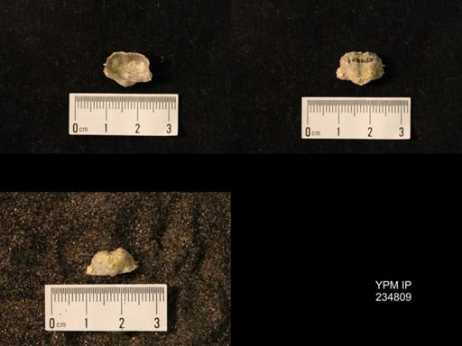 Marginifera wabashensis var. armata