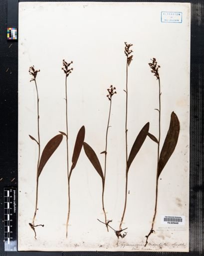 Platanthera clavellata
