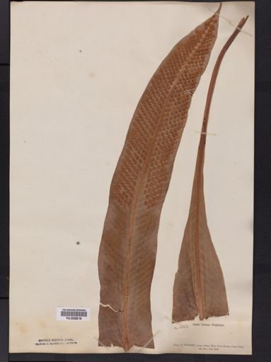 Polypodium