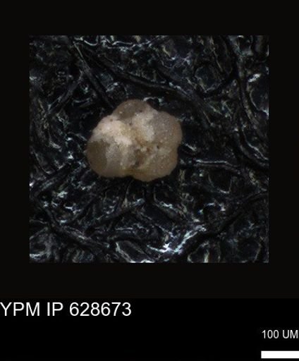 undet. Foraminiferida
